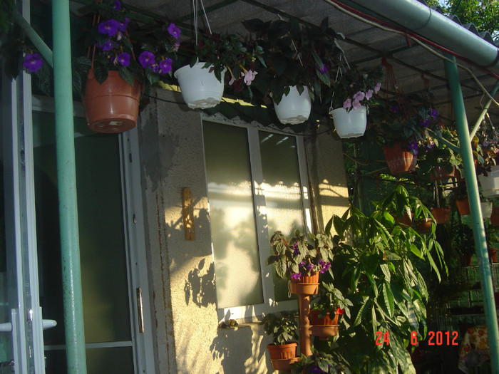 poze 1040 - 2011-2012 CURTEA MEA