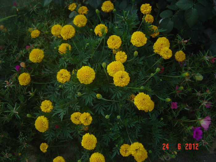 poze 1042 - 2011-2012 CURTEA MEA