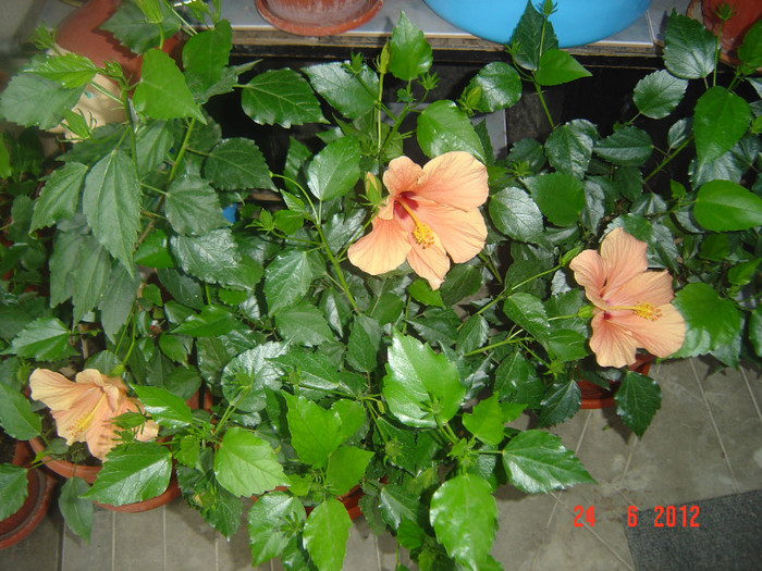 poze 1032 - 09-2012-HIBISCUS