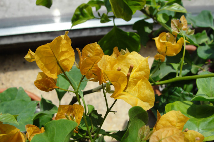  - B-Bougainvillea