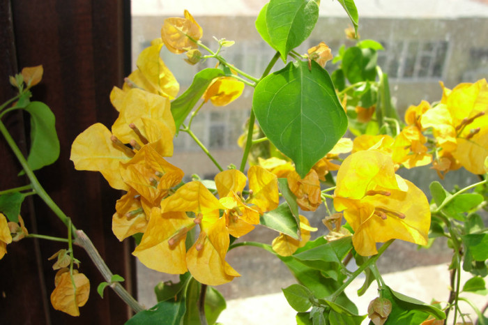 California Gold - B-Bougainvillea