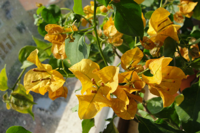  - B-Bougainvillea