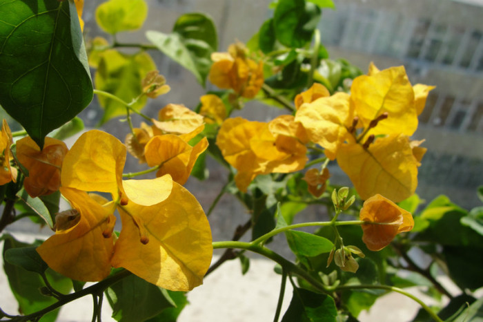  - B-Bougainvillea