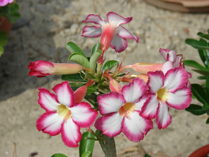 DSC00019 - Adenium