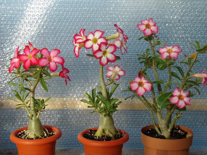 DSC09970 - Adenium