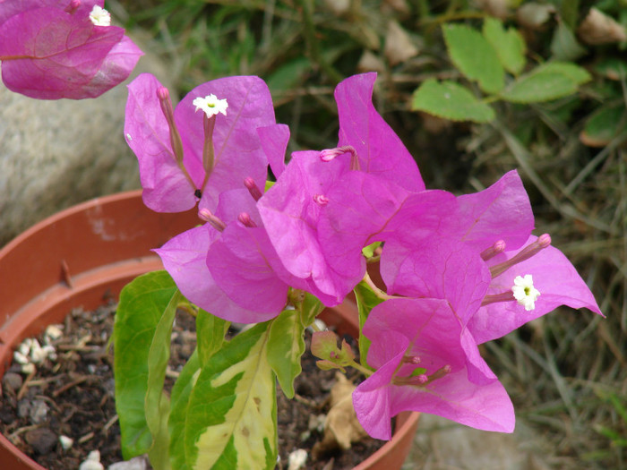 DSC00028 - Bougainvillea