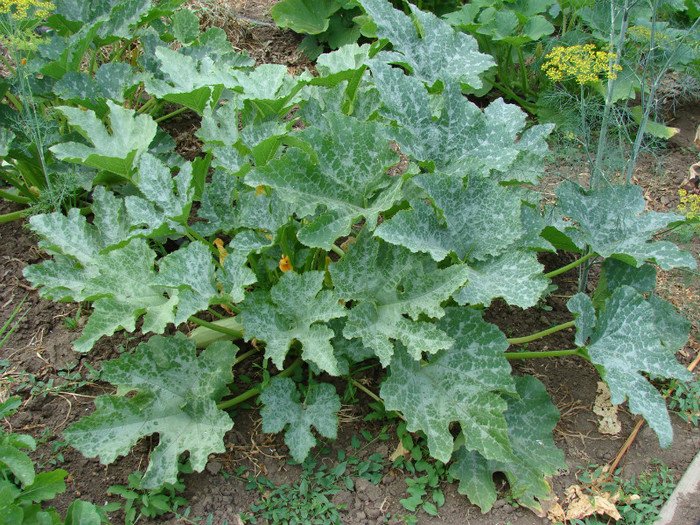DSC00041 - Gradina de legume
