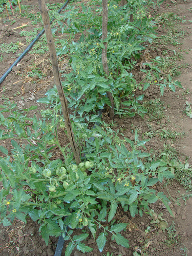 DSC00045 - Gradina de legume