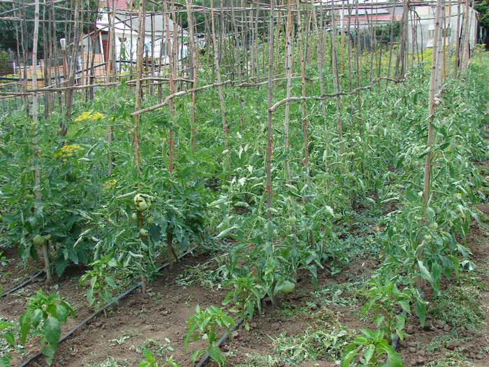 DSC00046 - Gradina de legume