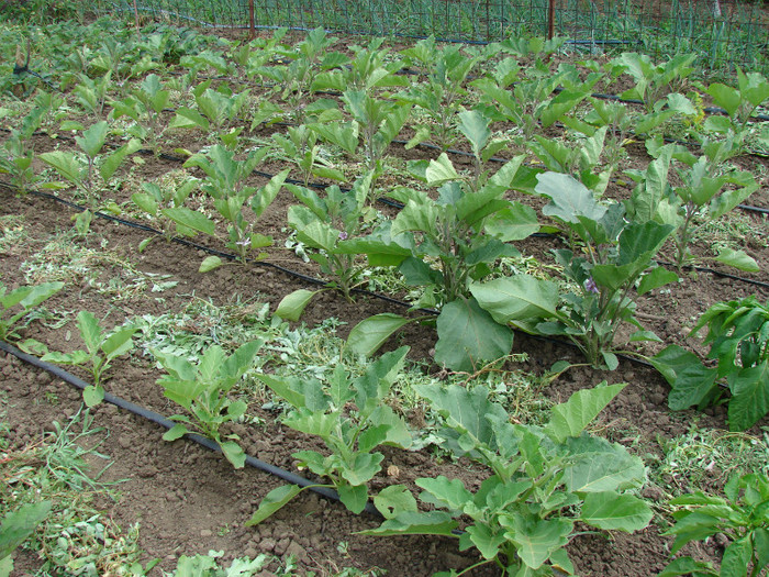 DSC00048 - Gradina de legume