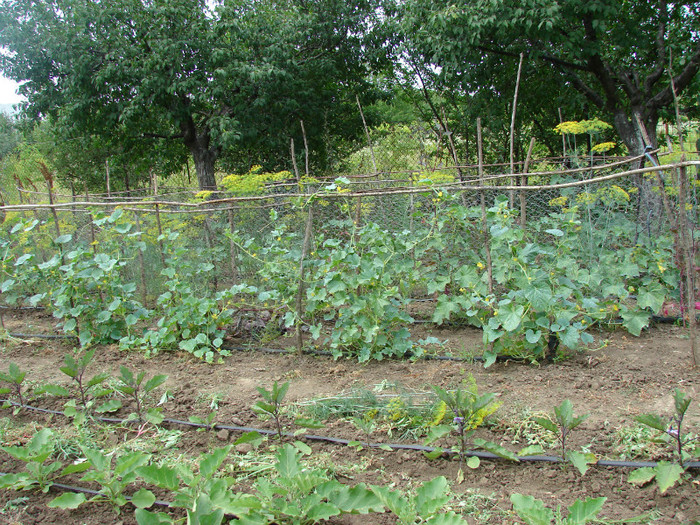 DSC00050 - Gradina de legume