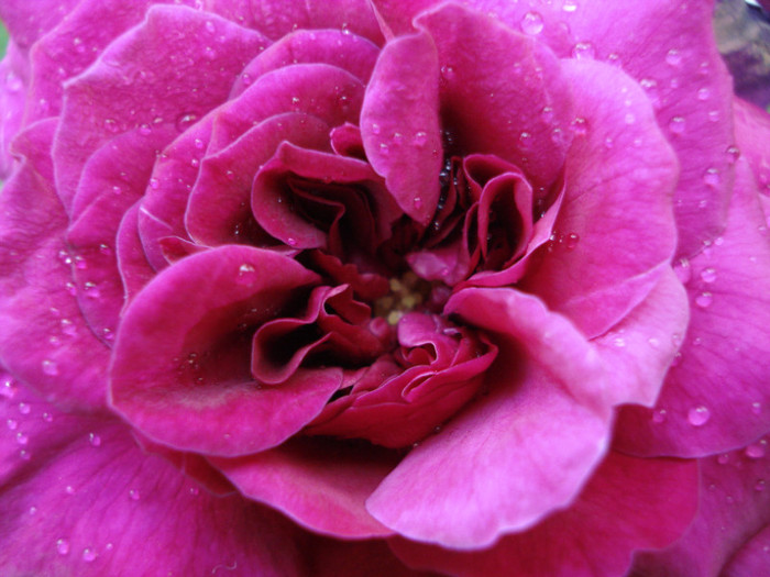 "Tradescant", a doua floare, alta nuanta