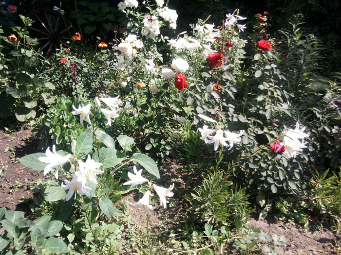Fotografii-0018