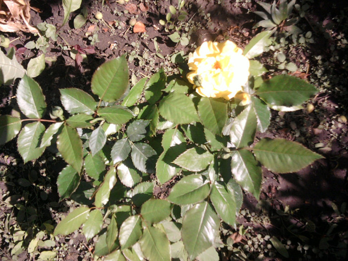 Fotografii-0024