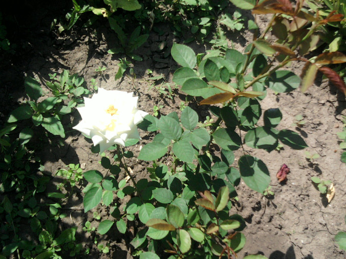 Fotografii-0026