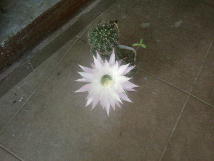 Fotografii-0036