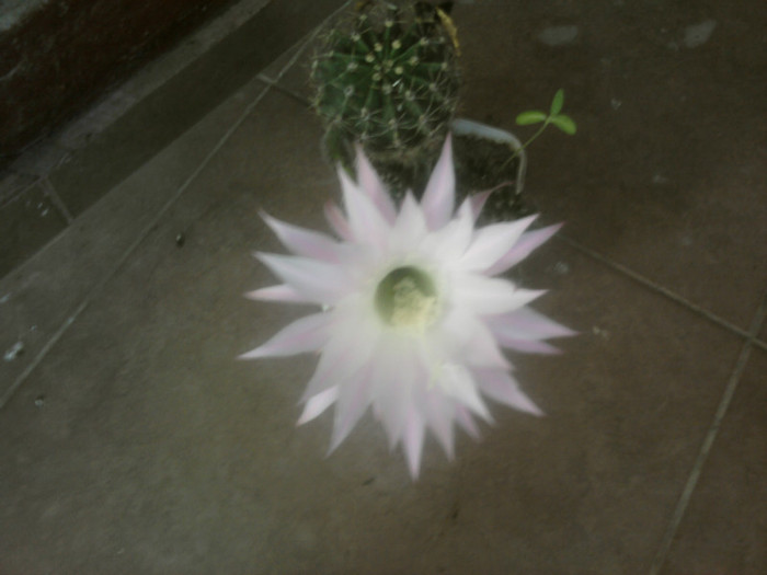 Fotografii-0037