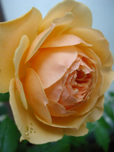 "Crown Princess Margareta"