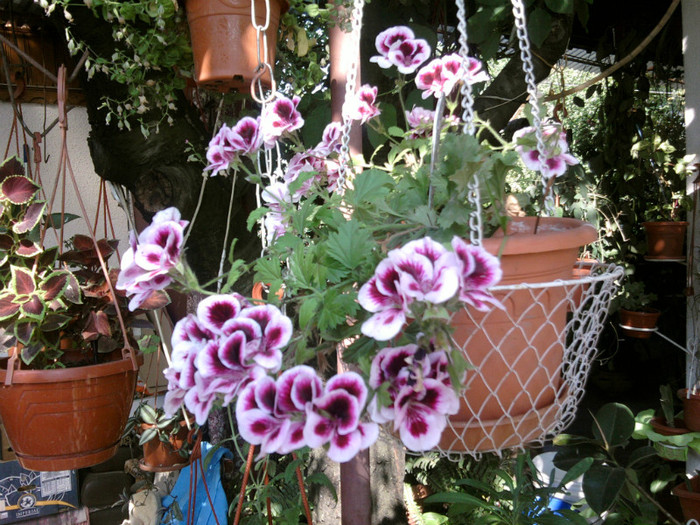 Fotografii-0065