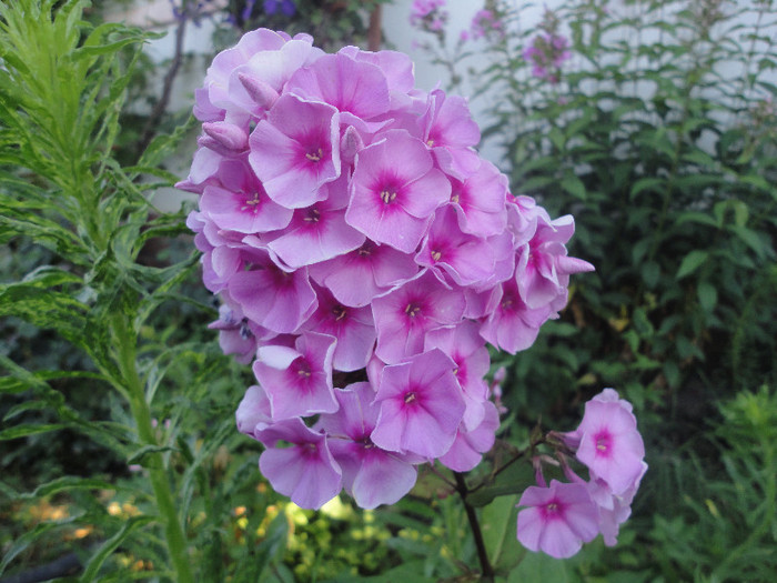 Bright Eyes - Phlox paniculata