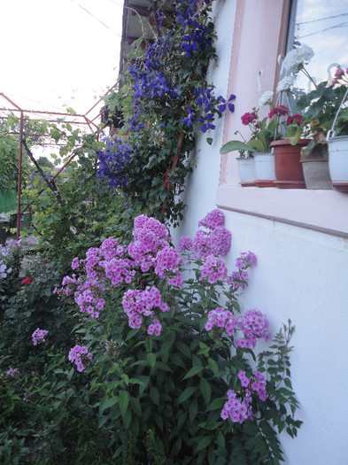 DSC05515 - Phlox paniculata