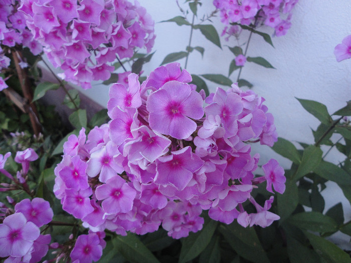 DSC05517 - Phlox paniculata