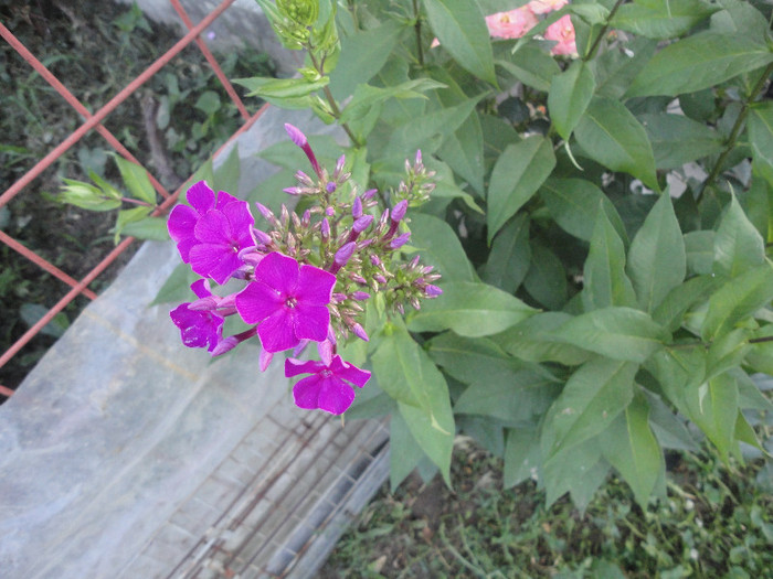 DSC05532 - Phlox paniculata