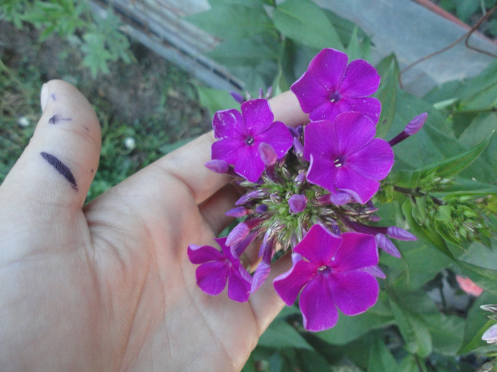 Nicky - Phlox paniculata