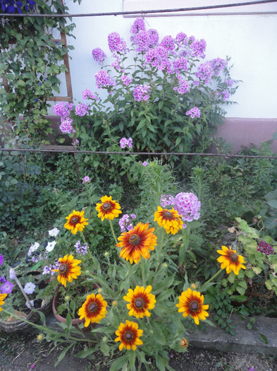 Gaillardia in prim plan si phlox in fundal