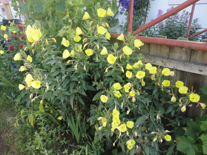 oenothera biennis(sau "Ora 8 "cum i se spune pe la noi)