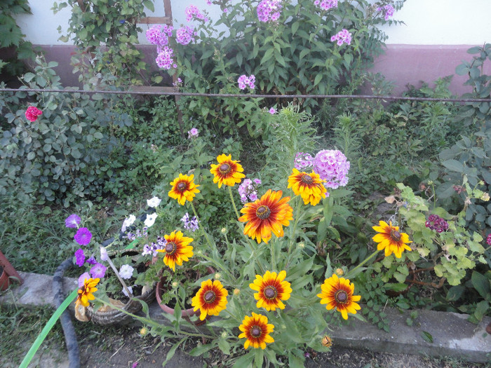 Rudbeckia hirta 'Rustic Dwarf' Dupa parerea mea