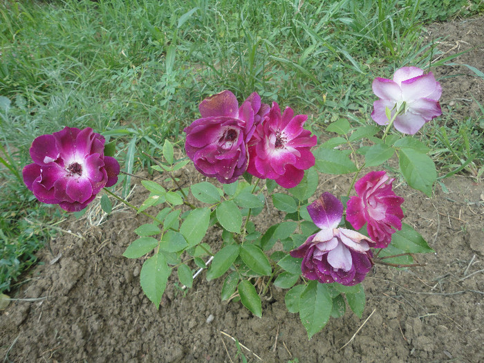 Uite ce a plantat primaria in fata blocului meu:)) - Trandafiri de prin vecini