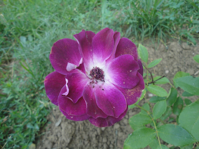 Sunt topita dupa el:))