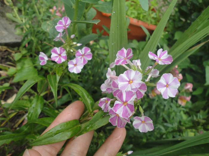 De la Dianadia(Multumesc!) - Phlox paniculata