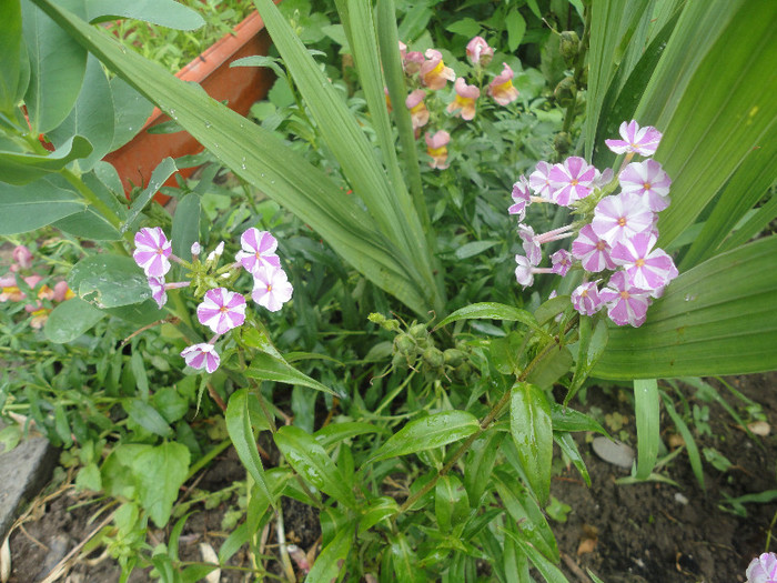 Maculata Natacha