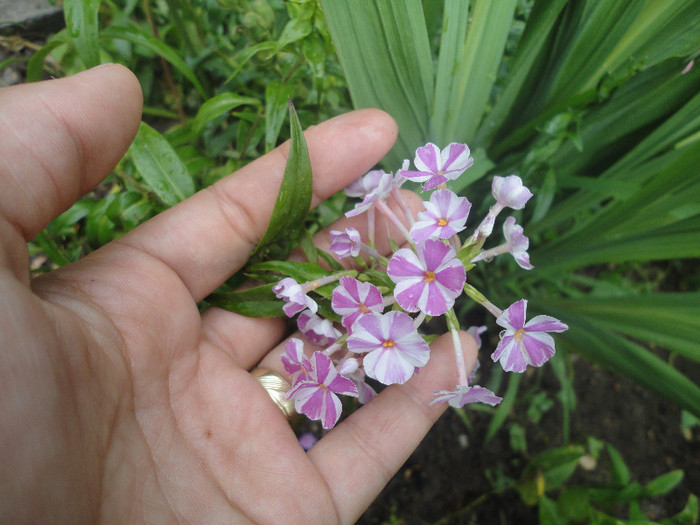 Maculata Natacha - Phlox paniculata
