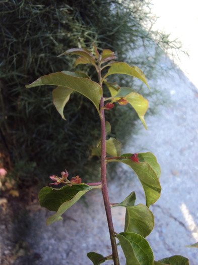 in sfarsit, red flame