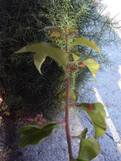 s-a hotarat sa infloreasca - Bougainvillea- un nou sezon