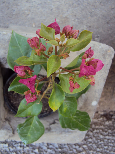 ciclam deschis - Bougainvillea- un nou sezon