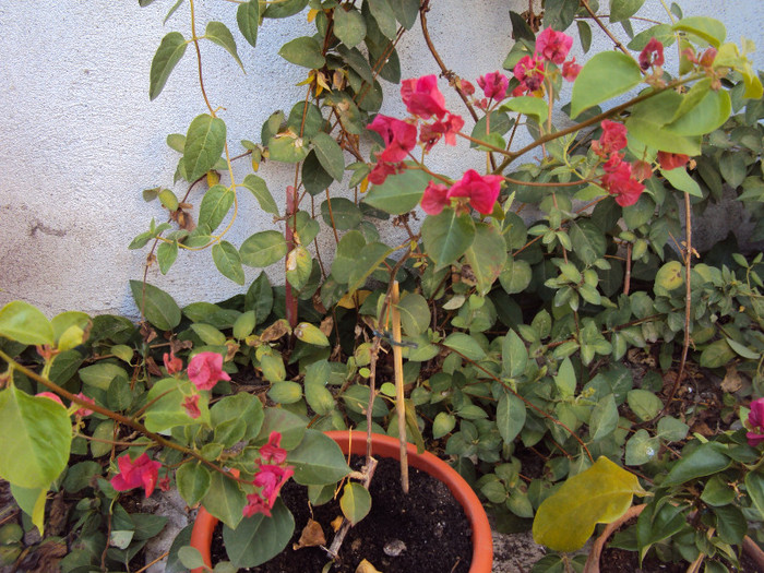 pe fundal cu lonicera - Bougainvillea- un nou sezon