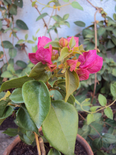 si micuta primita de la Nutzy - Bougainvillea- un nou sezon