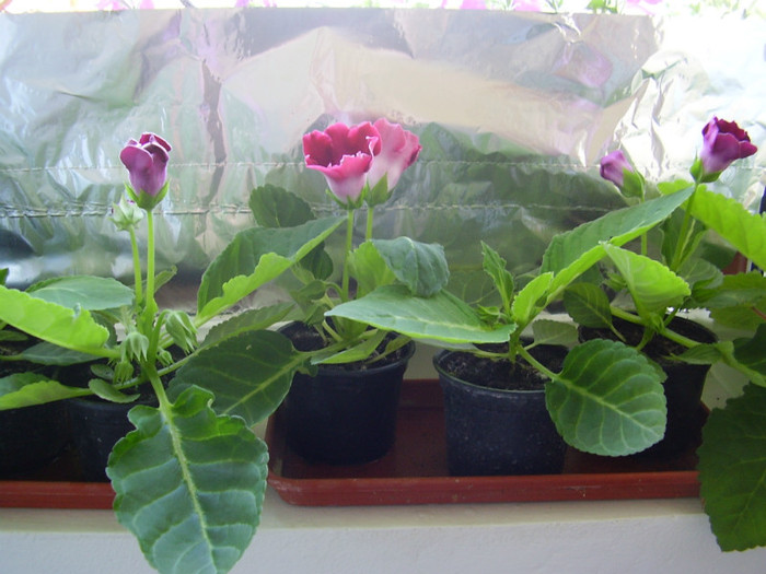 015 - gloxinia din seminte 2012