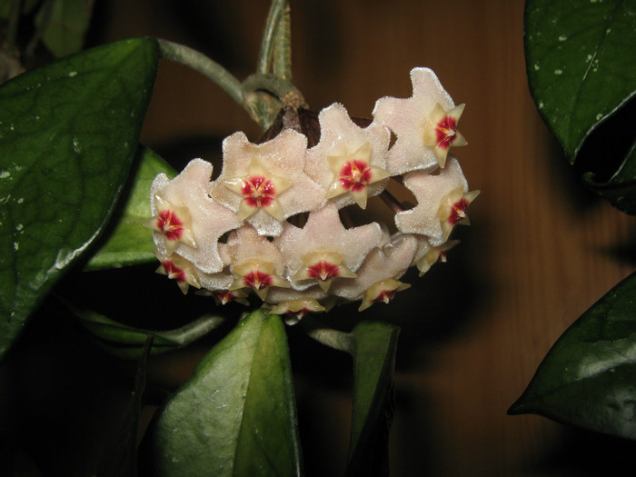 IMG_1646 - Hoya