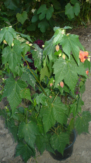 P1040437 - abutilon de vanzare