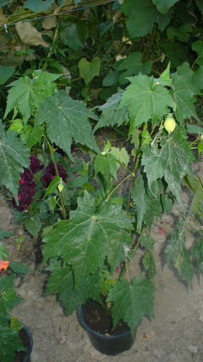 P1040440 - abutilon de vanzare