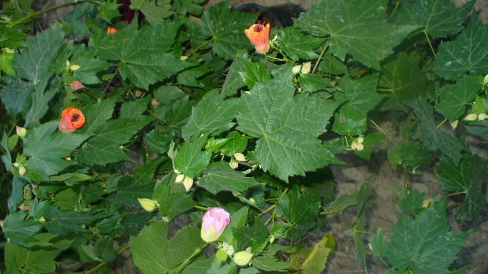 P1040444 - abutilon de vanzare