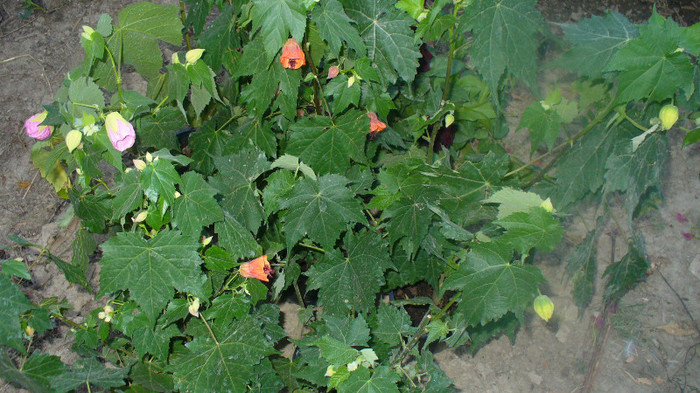 P1040445 - abutilon de vanzare