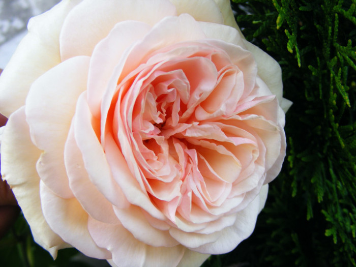 a shropshire lad - TRANDAFIRI 2012