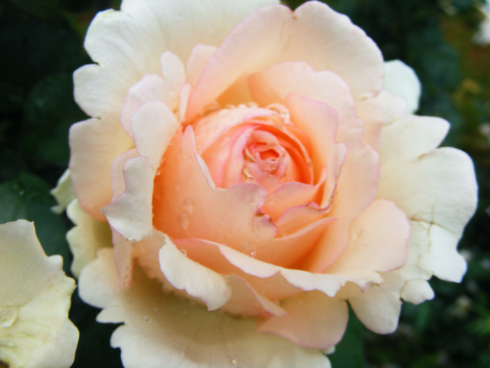 DSCF9656 - TRANDAFIRI 2012