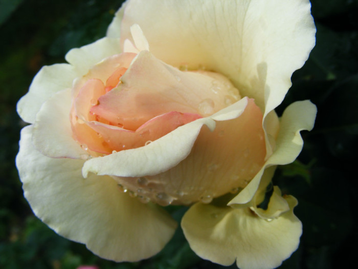 DSCF9658 - TRANDAFIRI 2012